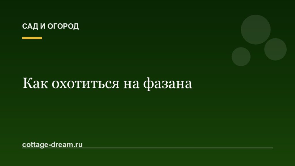 Как охотиться на фазана: с собакой и без