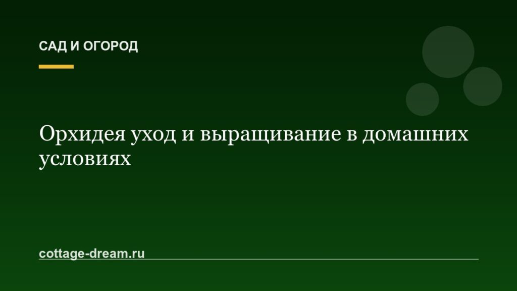 Орхидея уход и выращивание в домашних условиях