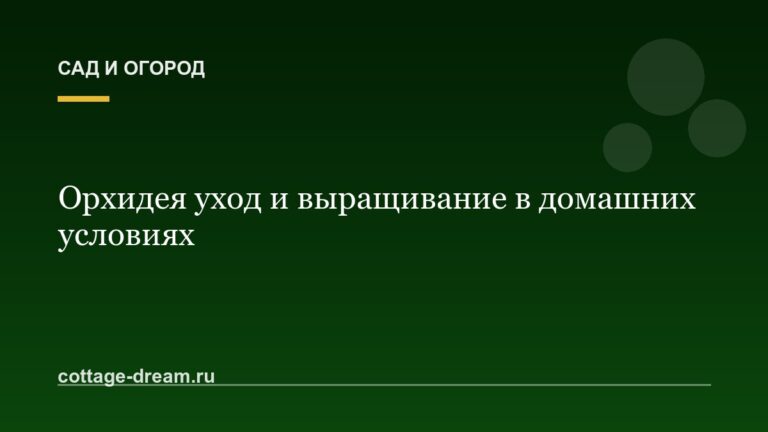 Орхидея уход и выращивание в домашних условиях