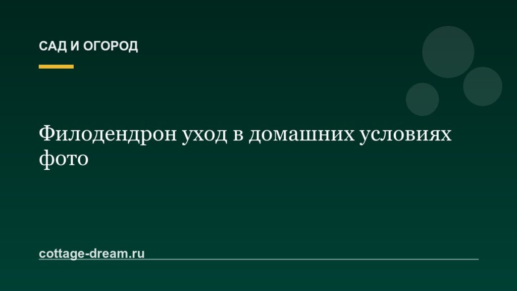 Филодендрон уход в домашних условиях фото