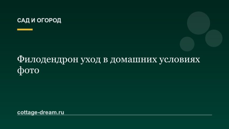 Филодендрон уход в домашних условиях фото