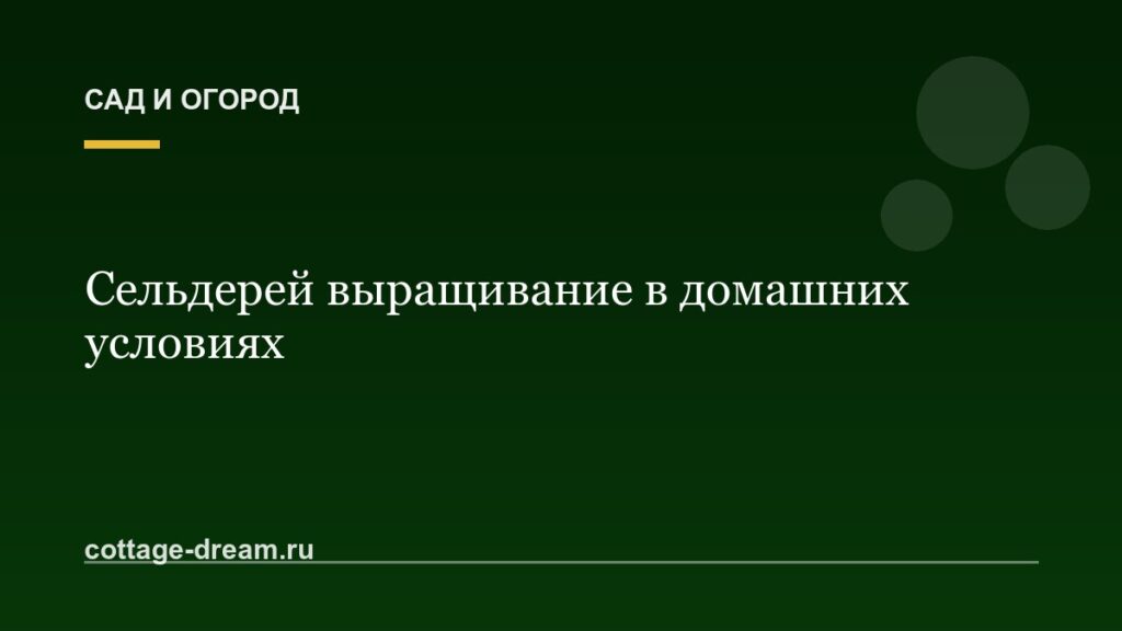 Сельдерей выращивание в домашних условиях