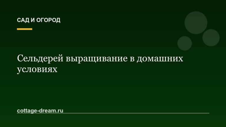 Сельдерей выращивание в домашних условиях