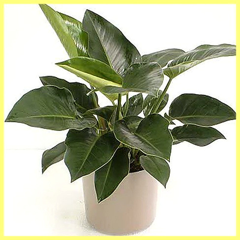 Как ухаживать за филодендроном в домашних условиях