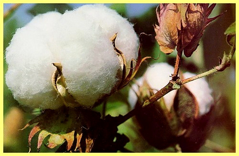 Как сеять хлопок