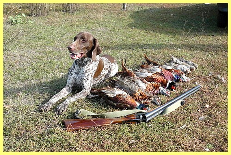 Охота на фазана с собакой