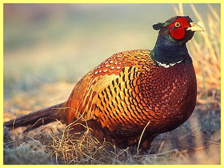 Как охотиться на фазана