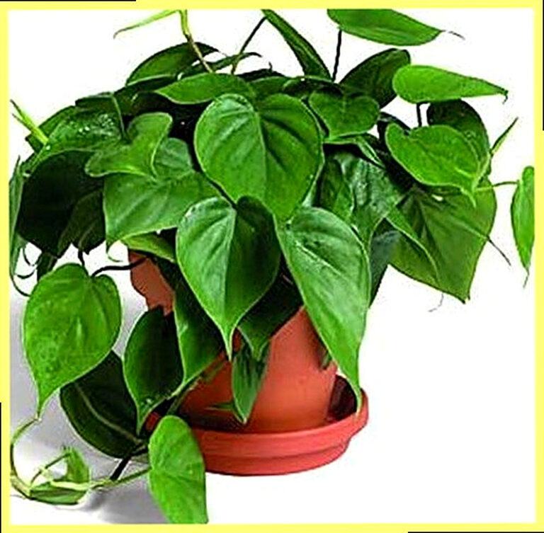 Филодендрон уход в домашних условиях фото