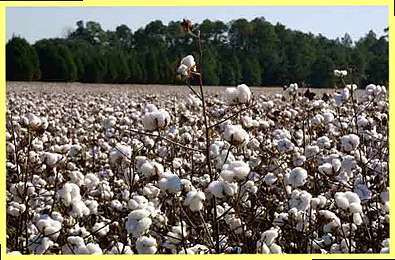 Удобрения для хлопчатника