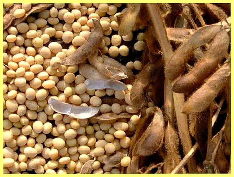 Как выращивать сою на даче