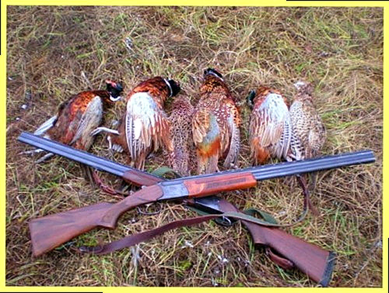 Как охотиться на фазана без собаки