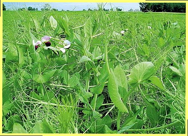 Как выращивать сою на даче