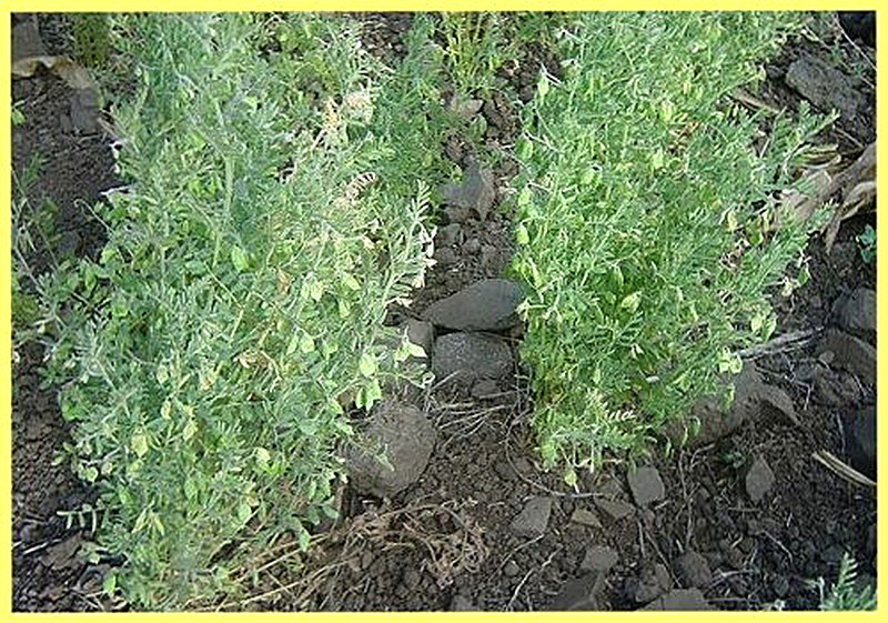 Выращивание чечевицы на даче