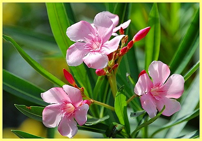 Внешний вид олеандра