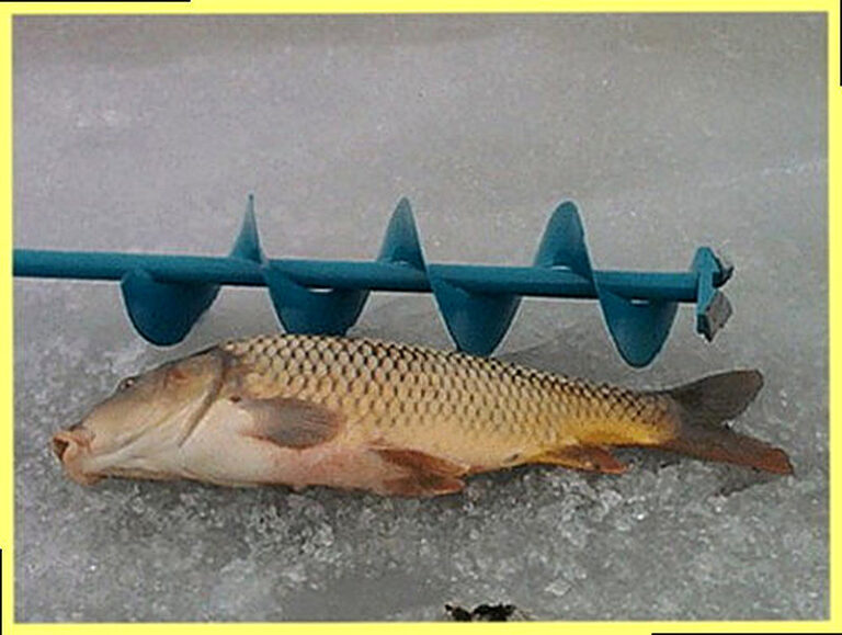 Как ловить карпа зимой