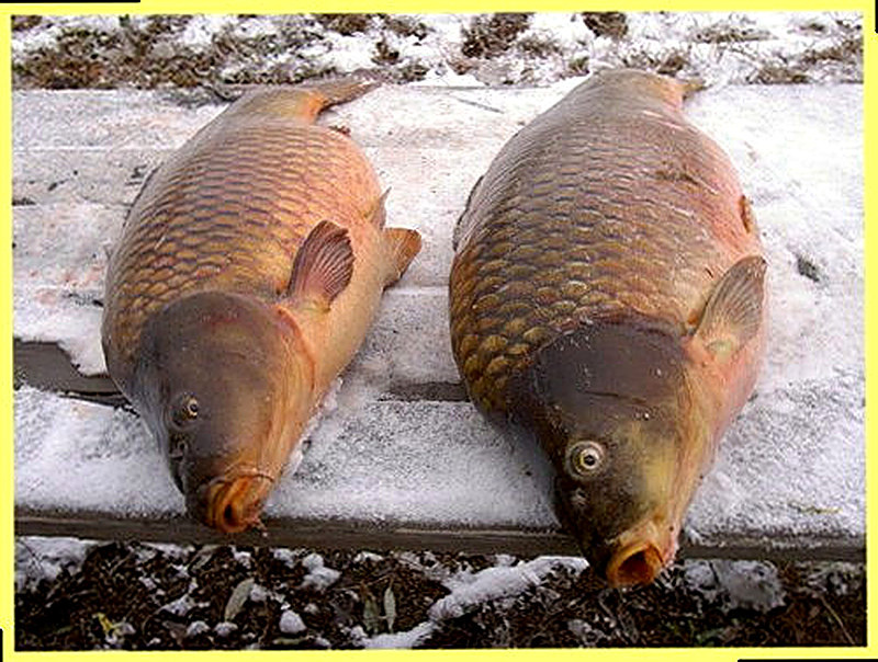 Как ловить карпа зимой в январе