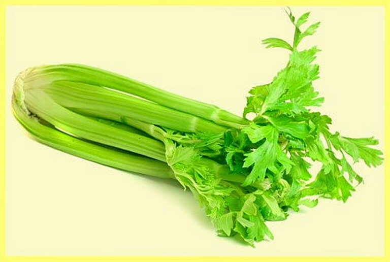 Сельдерей выращивание в домашних условиях