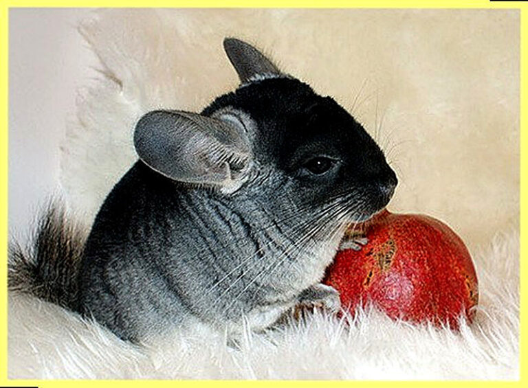 Шиншилла уход и кормление