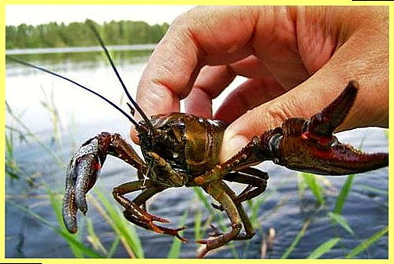 Как ловить раков ночью с фонариком