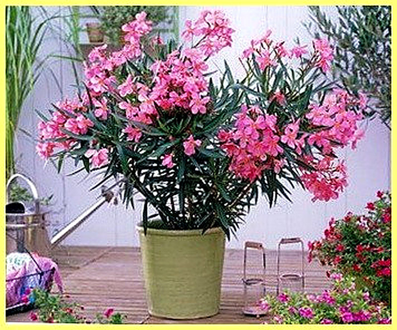 Уход за олеандром в домашних условиях