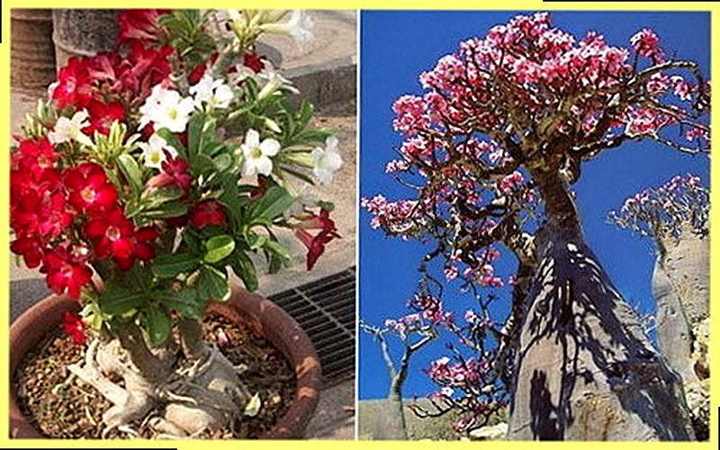 Адениум выращивание из семян