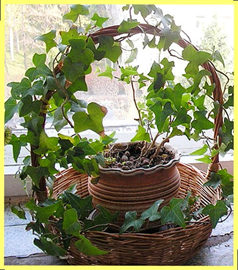 Плющ обыкновенный комнатный