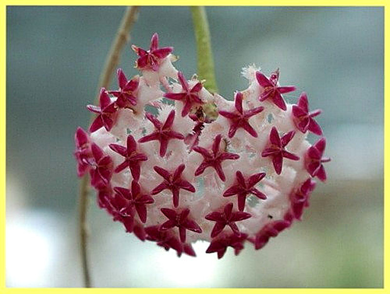 Хойя уход в домашних условиях фото