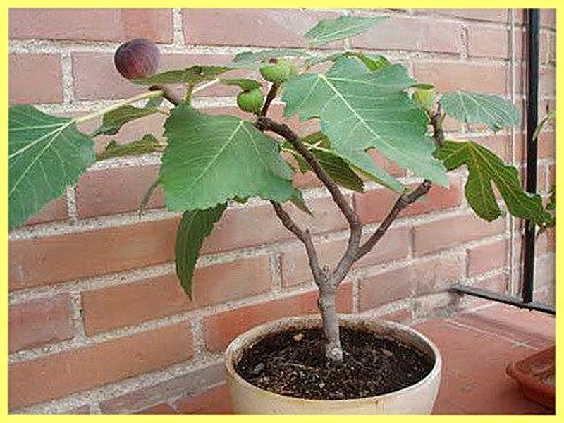 Инжир выращивание в домашних условиях