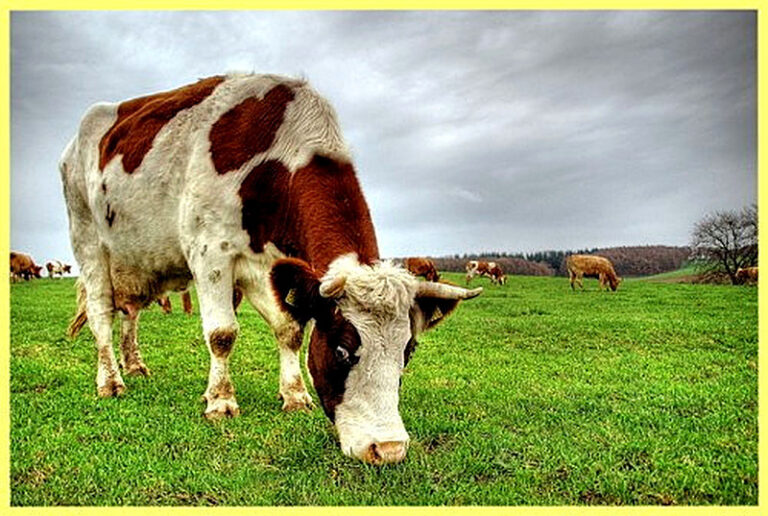 Содержание коровы в домашних условиях