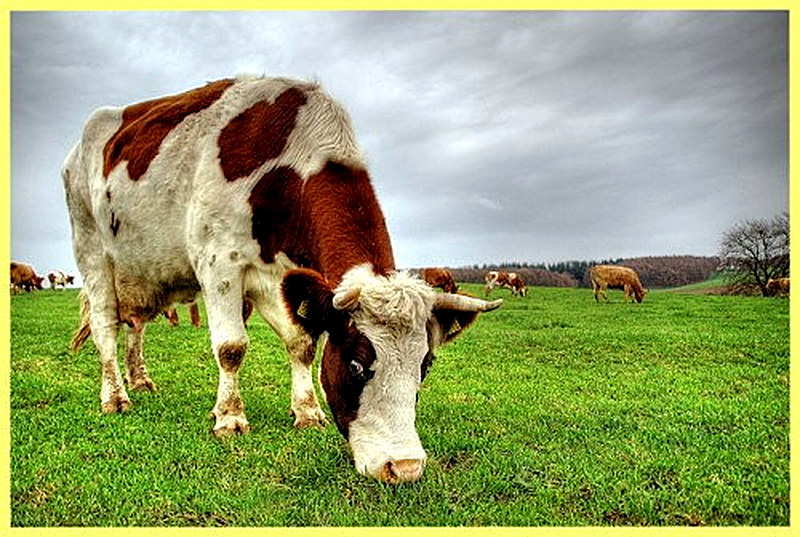 Содержание коровы в домашних условиях