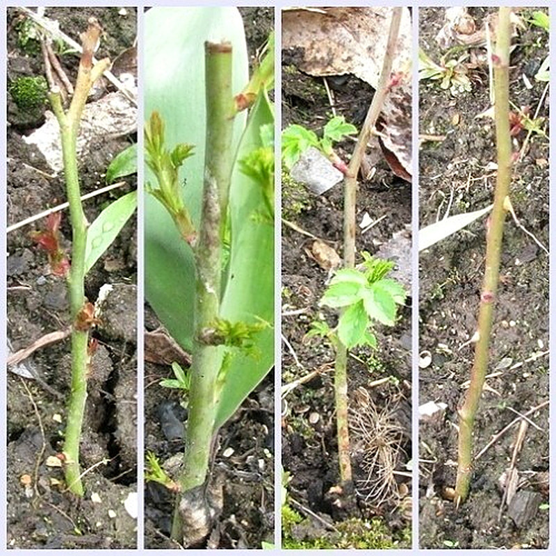 Как сажать черенки ивы