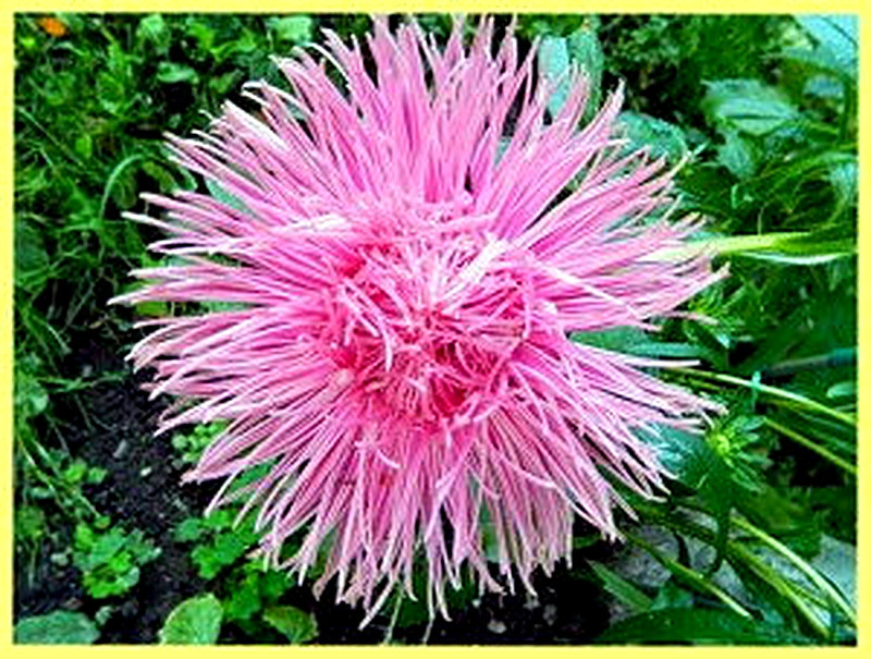 Астры Валькирия фото