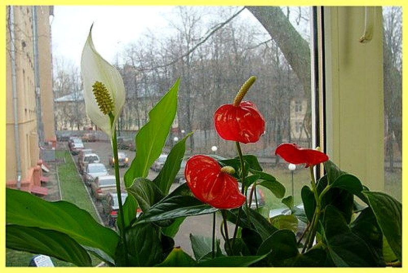 Антуриум освещение