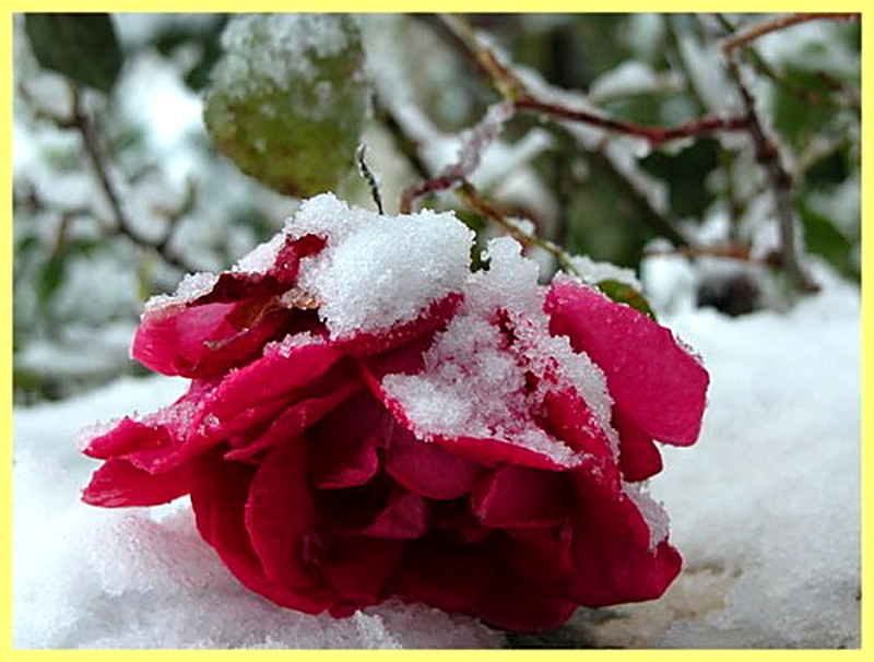 Роза штамбовая укрытие на зиму