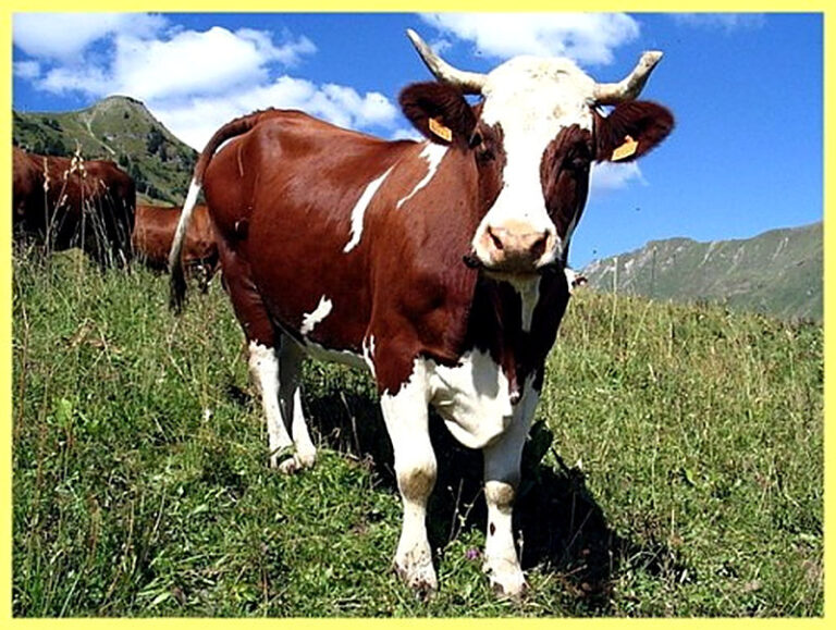 Как выбрать корову при покупке