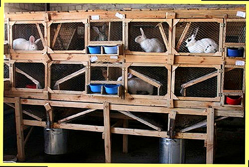 Содержание кроликов в помещении фото