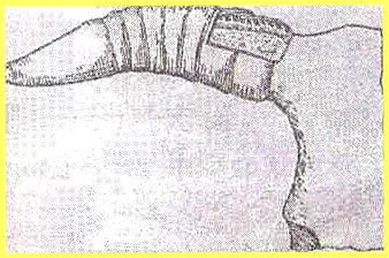 Как определить возраст коровы