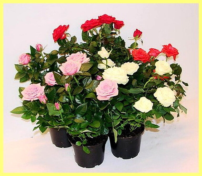 Как ухаживать за комнатной розой в горшке