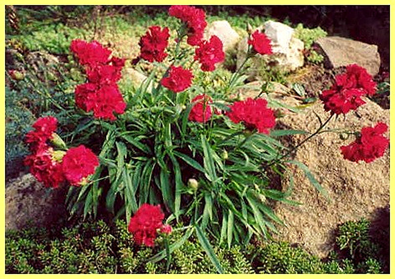 Гвоздика голландская фото