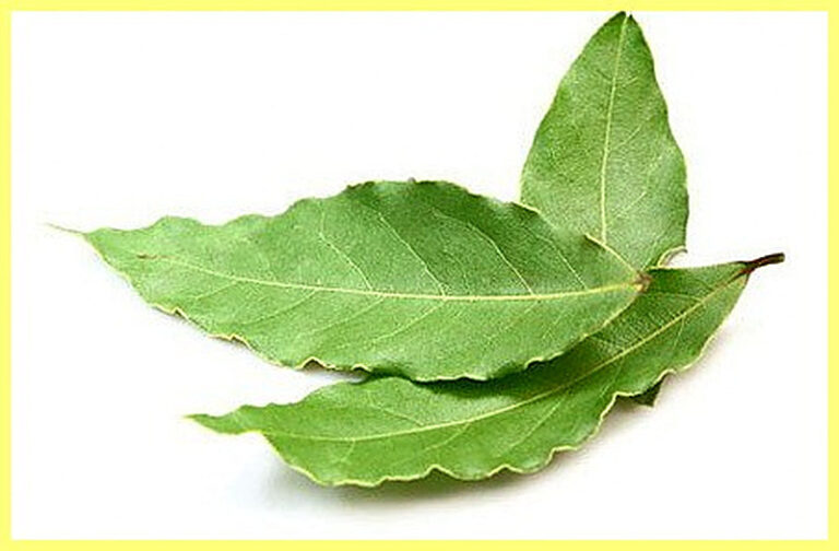 Лавровый лист полезные свойства и противопоказания
