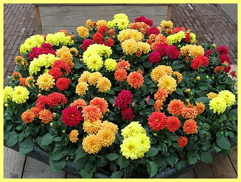 Однолетние георгины фото