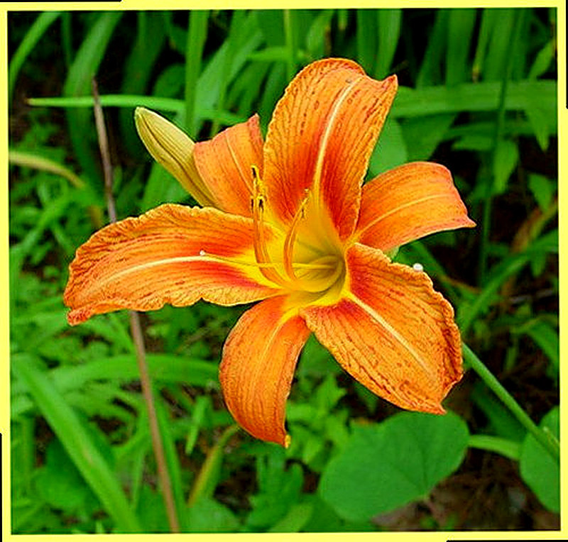 Лилейники каталог фото описание