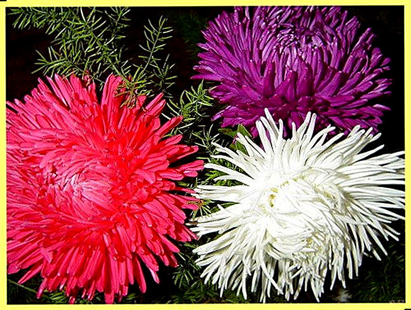 Астра однолетняя посадка и уход