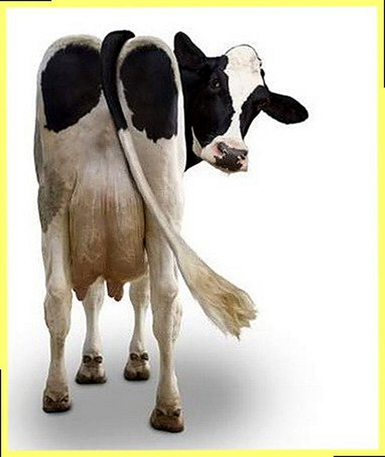 Болезни коров и их лечение