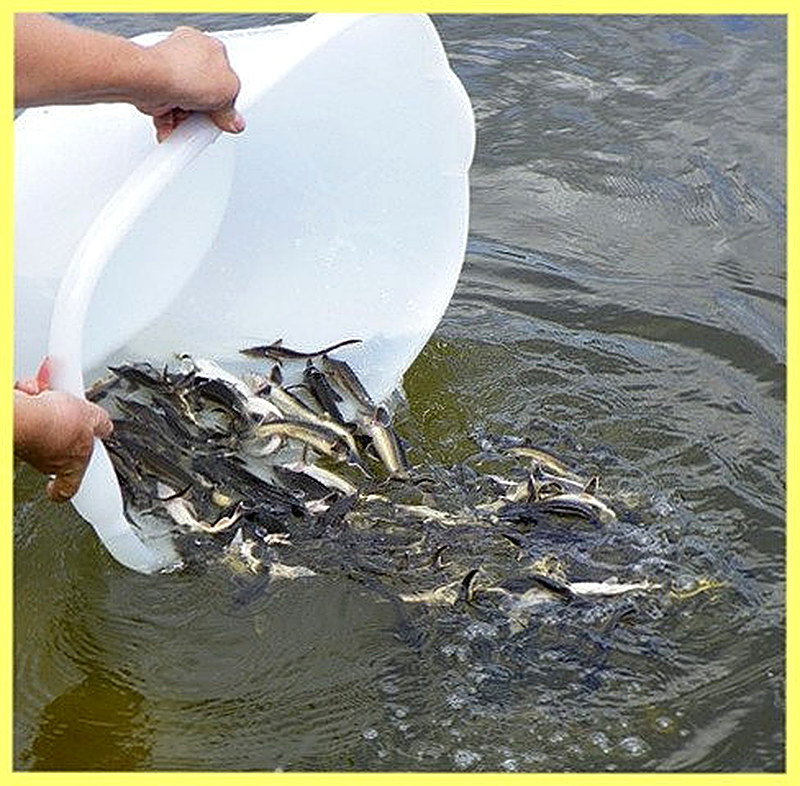 Правила зарыбления водоема