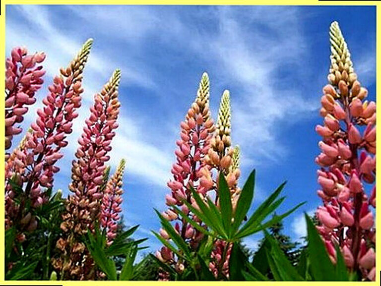 Полевые растения фото и названия