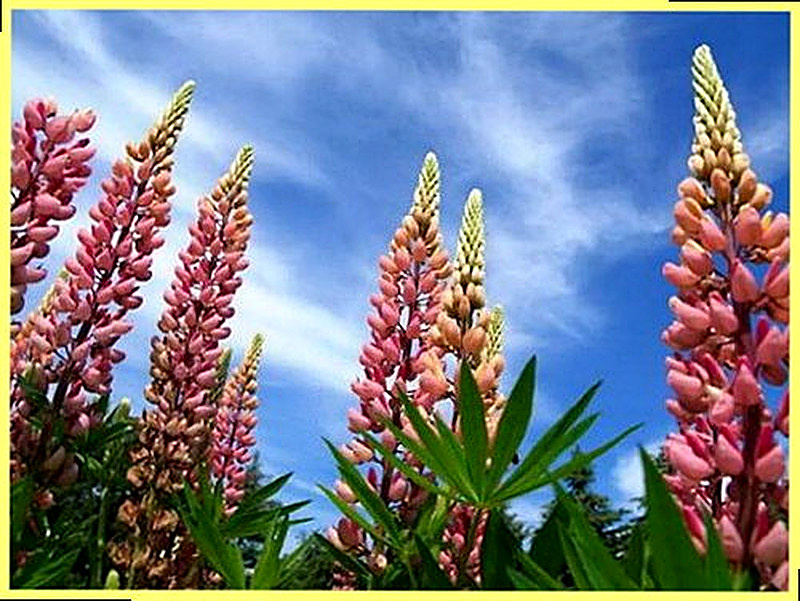 Полевые растения фото и названия