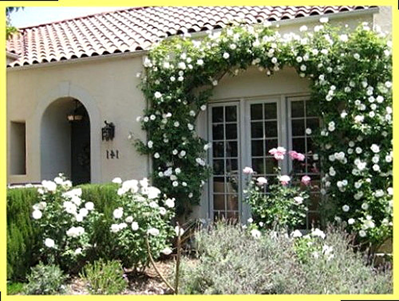 Чем интересен сорт роза айсберг