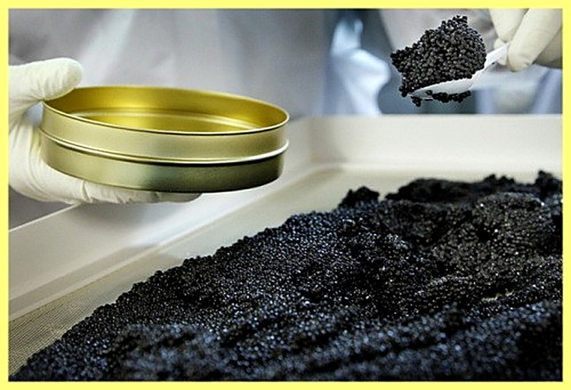 Получение осетровой икры