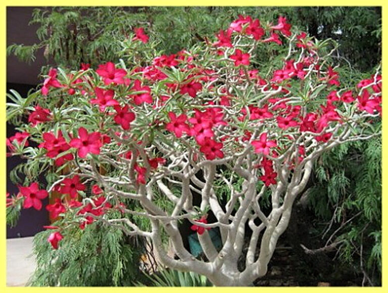 Адениум уход в домашних условиях фото